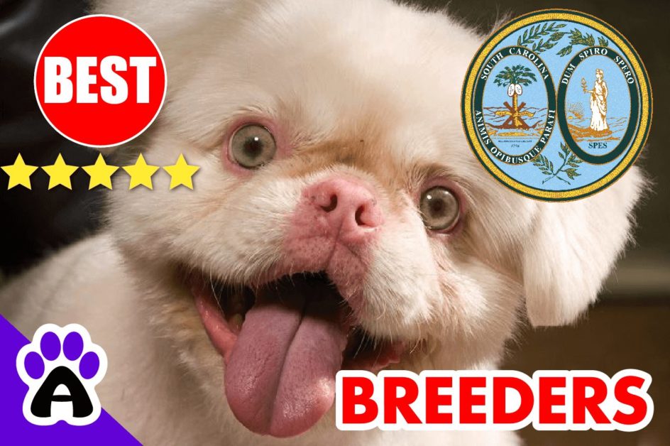 Pekingese Puppies For Sale South Carolina-2023 | Best Pekingese Breeders in SC