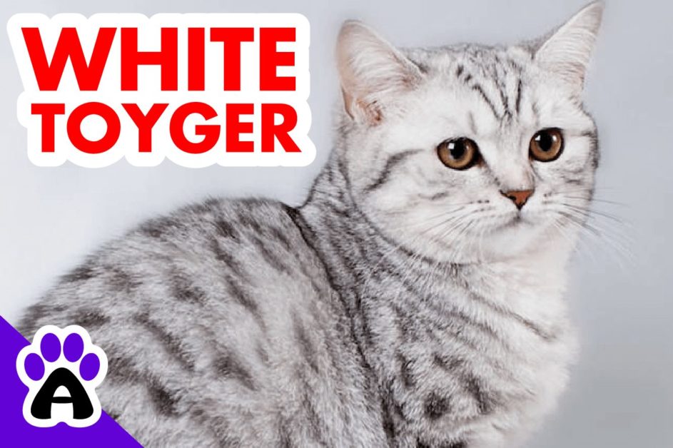 White Toyger Cat | Genetics, Price, Breeders... (With Pictures)