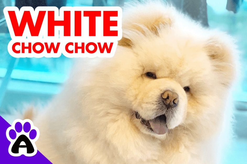 White Chow Chow | Genetics, Price, Breeders