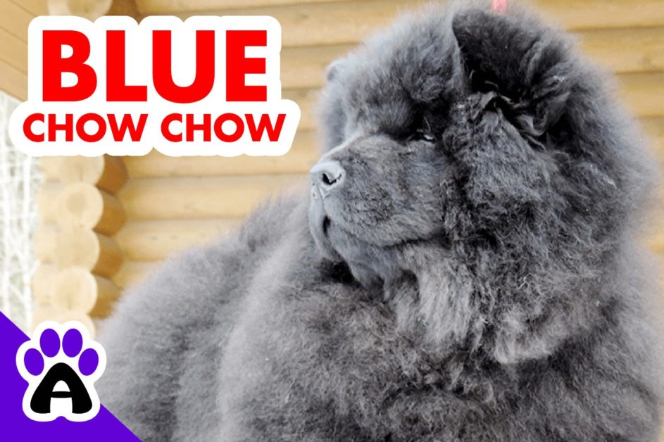 Blue Chow Chow | Genetics, Price, Breeders