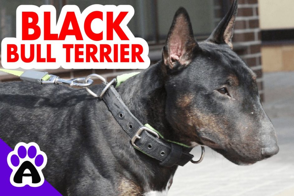 Black Bull Terrier