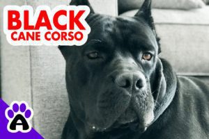 Black Cane Corso