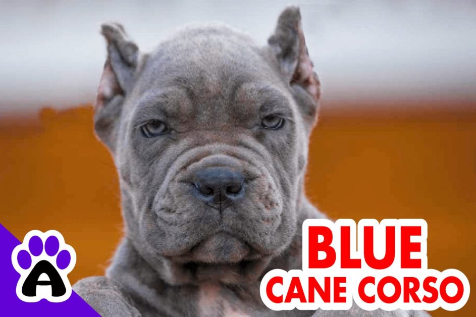 Blue Cane Corso