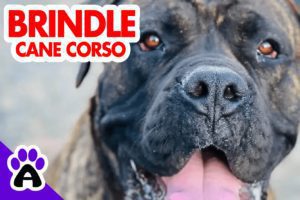 Brindle Cane Corso | Genetics, Price, Breeders (With Pictures)