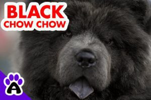 Black Chow Chow | Genetics, Price, Breeders
