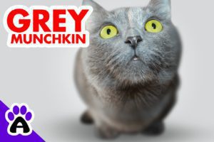 Grey Munchkin Cat | Genetics,Price, Breeders... (With Pictures)