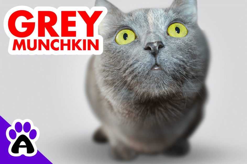 Grey Munchkin Cat | Genetics,Price, Breeders... (With Pictures)