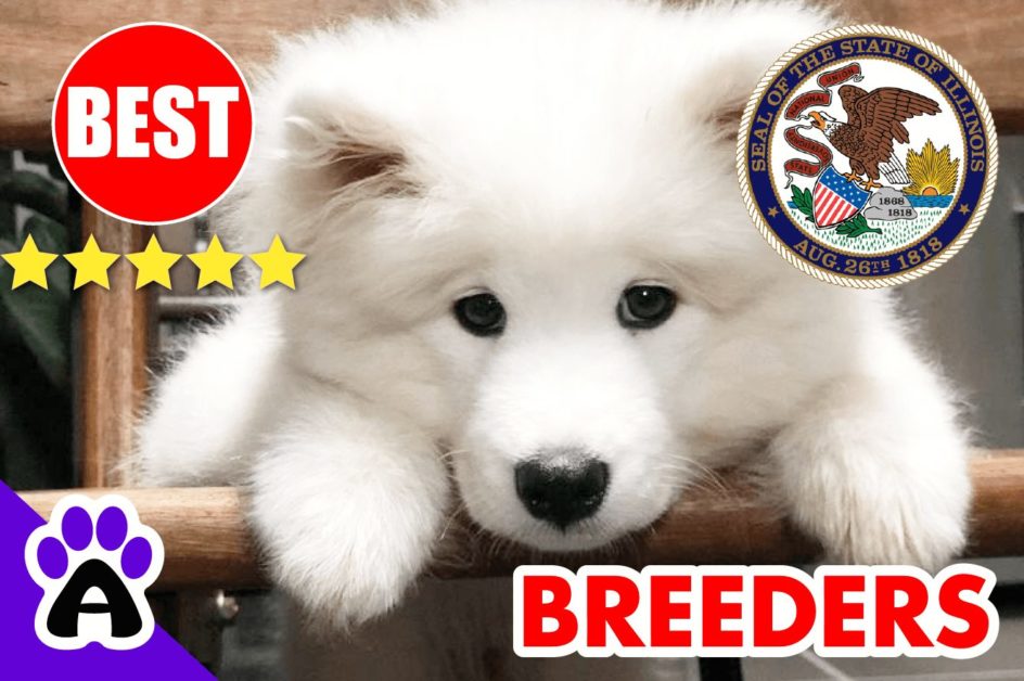 Samoyed Puppies For Sale Illinois-2024 | Best 3 Reviewed Samoyed Breeders in IL