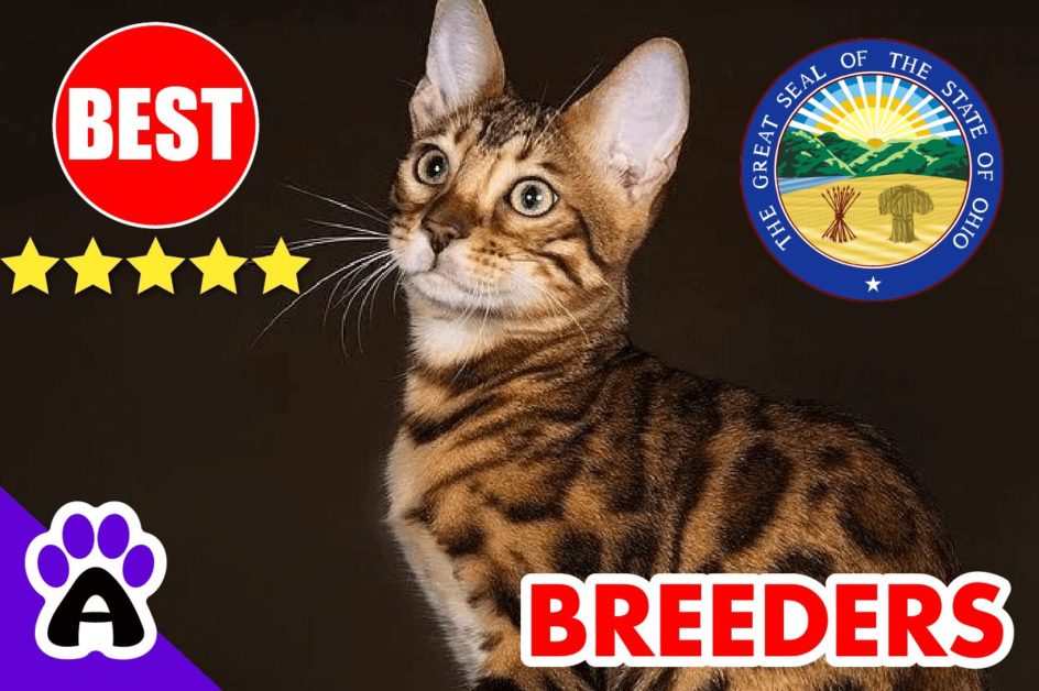 Bengal Kittens For Sale Ohio-2024 | Best 3 Reviewed Bengal Cat Breeders in OH