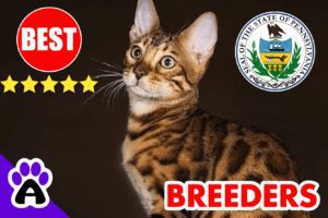 Bengal Kittens For Sale Pennsylvania-2024 | Best 3 Reviewed Bengal Cat Breeders in PA