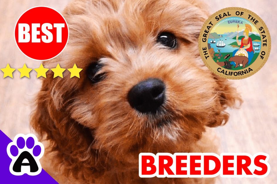 Cavapoo Puppies For Sale in California 2022 | Best Cavapoo Breeders in CA