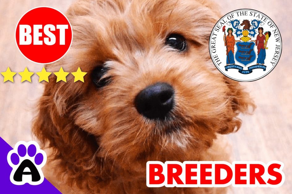 Cavapoo Puppies For Sale in New Jersey 2022 | Best Cavapoo Breeders in NJ