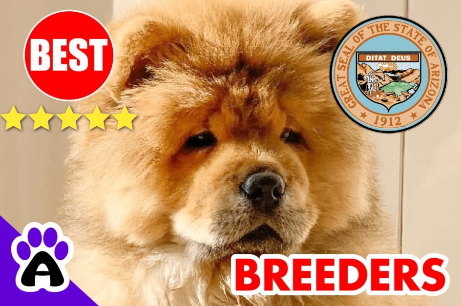 Chow Chow Puppies For Sale in Arizona 2022 | Best Chow Chow Breeders in AZ
