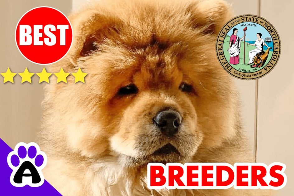 Chow Chow Puppies For Sale in North Carolina-2023 | Best Chow Chow Breeders in NC