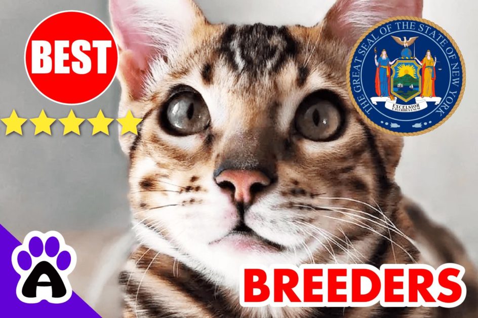 Bengal Kittens For Sale New York-2023 | Best 3 Reviewed Bengal Cat Breeders in NY