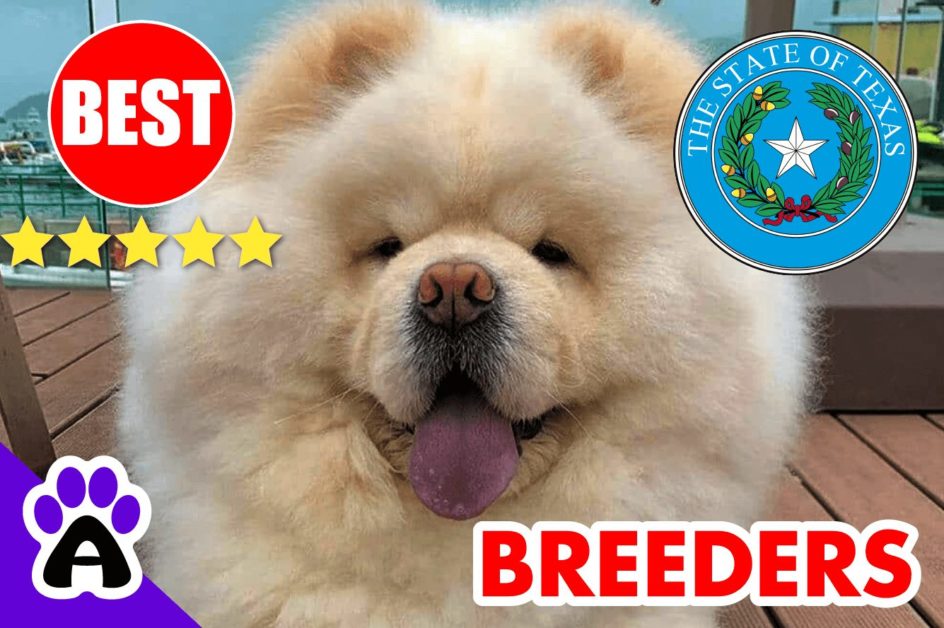 Chow Chow Puppies For Sale in Texas 2022 | Best Chow Chow Breeders in TX