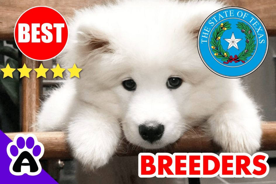 Samoyed Puppies For Sale Texas-2023 | Best 5 Reviewed Samoyed Breeders in TX