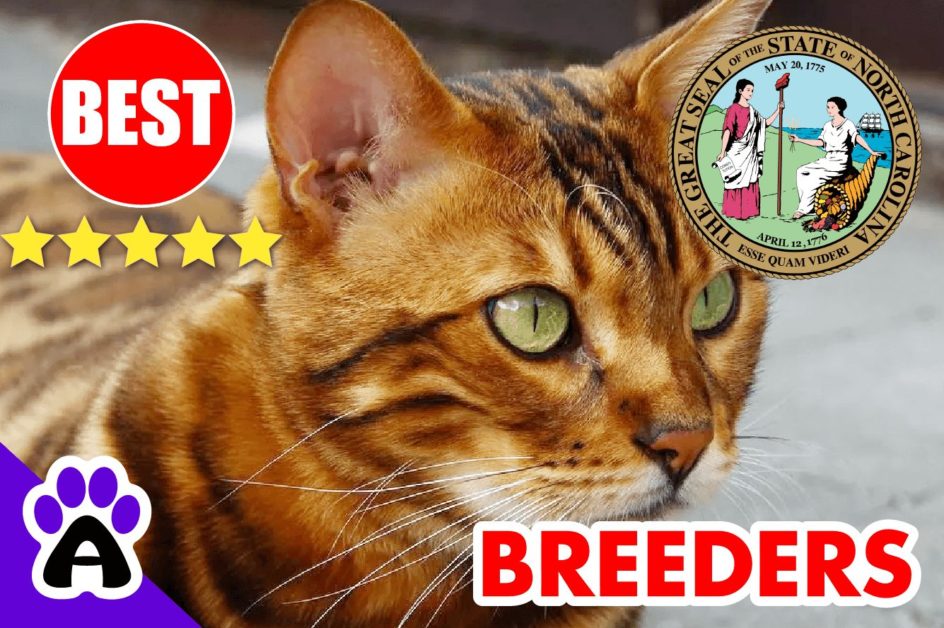 Bengal Kittens For Sale North Carolina-2024 | Best 3 Reviewed Bengal Cat Breeders in NC