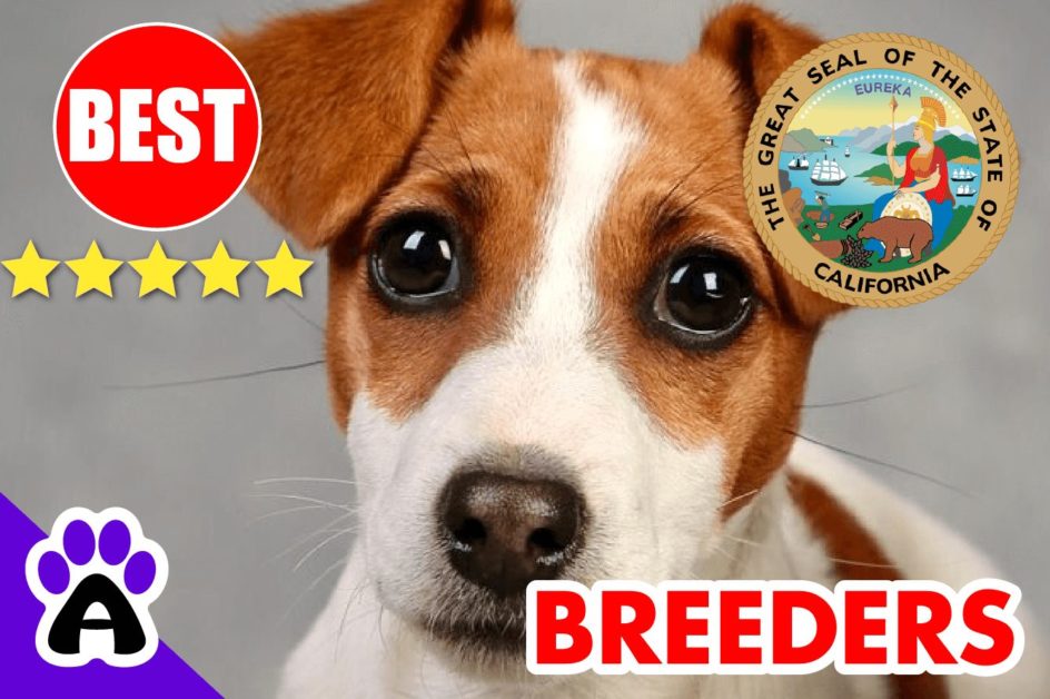Jack Russell Puppies For Sale California 2022 | Best Jack Russell Breeders in CA