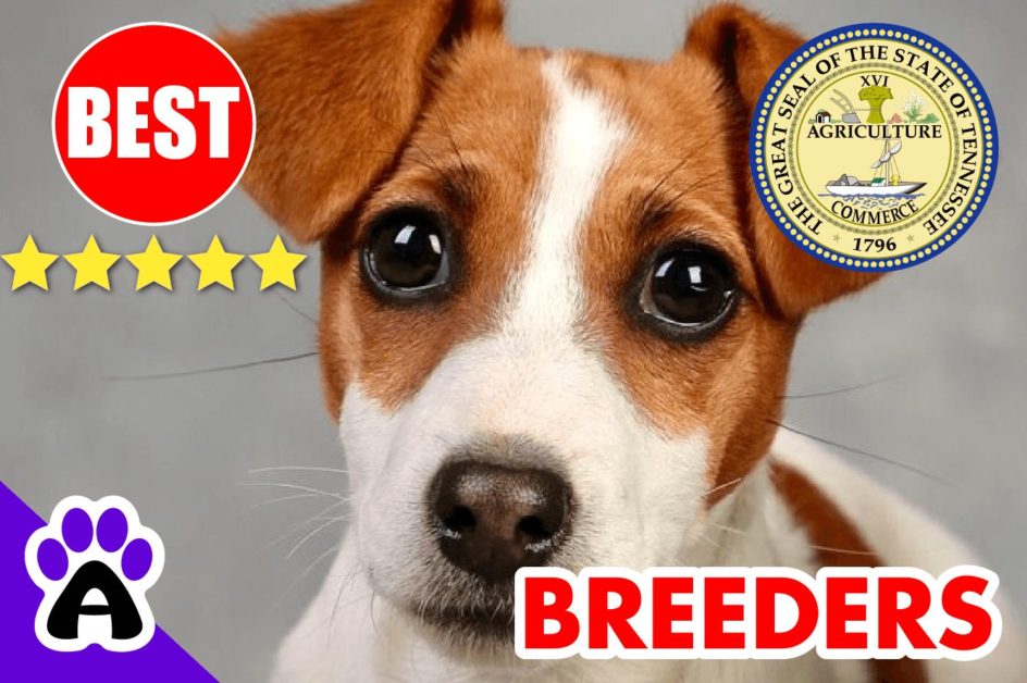 Jack Russell Puppies For Sale in Tennesse 2022 | Best Jack Russell Breeders in TN