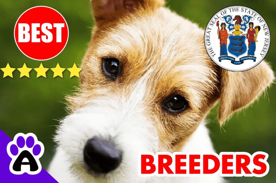 Jack Russell Puppies For Sale in New Jersey-2023 | Best Jack Russell Breeders in NJ