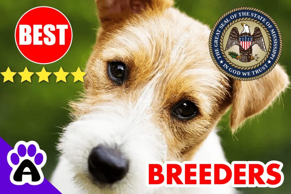 Jack Russell Puppies For Sale in Mississippi-2023 | Best Jack Russell Breeders in MS