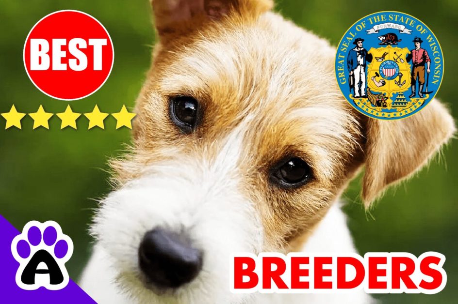 Jack Russell Puppies For Sale Wisconsin-2024 | Best Jack Russell Breeders in WI