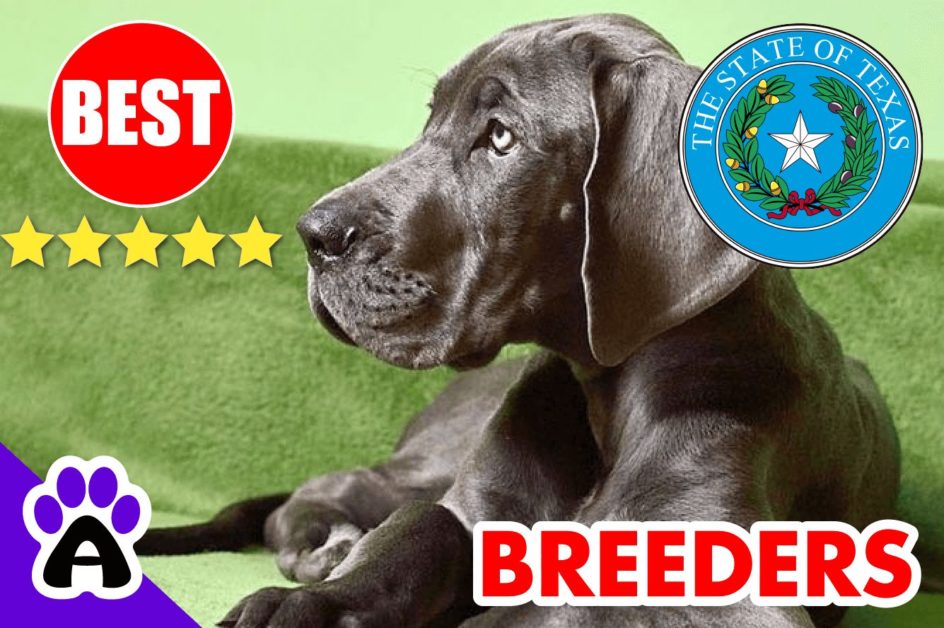 Great Dane Puppies For Sale in Texas-2023 | Best Great Dane Breeders in TX