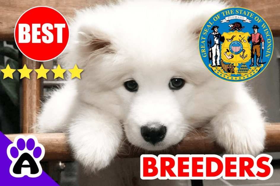Samoyed Puppies For Sale Wisconsin 2022 | Best Reviewed Samoyed Breeders in WI