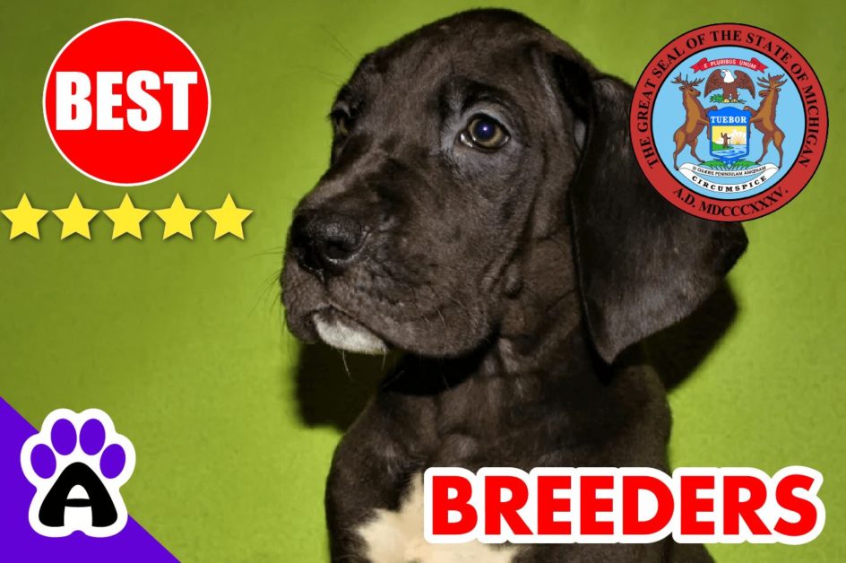 Great Dane Puppies For Sale Michigan 2022 | Best Great Dane Breeders in MI