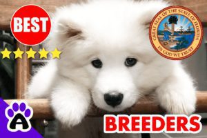 Samoyed Puppies For Sale Florida-2024 | Best 5 Samoyed Breeders in FL