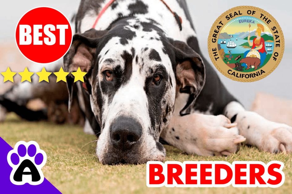 Great Dane Puppies For Sale California 2022 | Best Great Dane Breeders in CA
