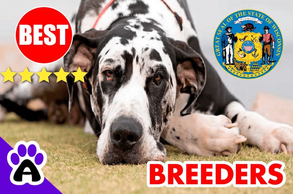 Great Dane Puppies For Sale Wisconsin-2023 | Best Great Dane Breeders in WI
