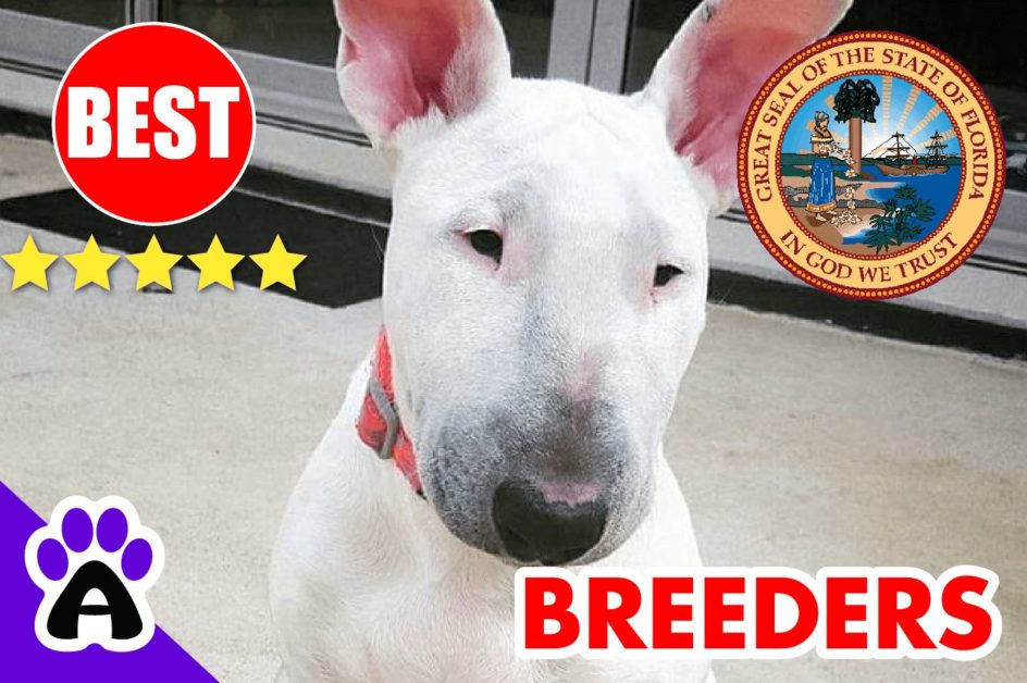 Bull Terrier Puppies For Sale Florida 2022 | Best Bull Terrier Breeders in FL