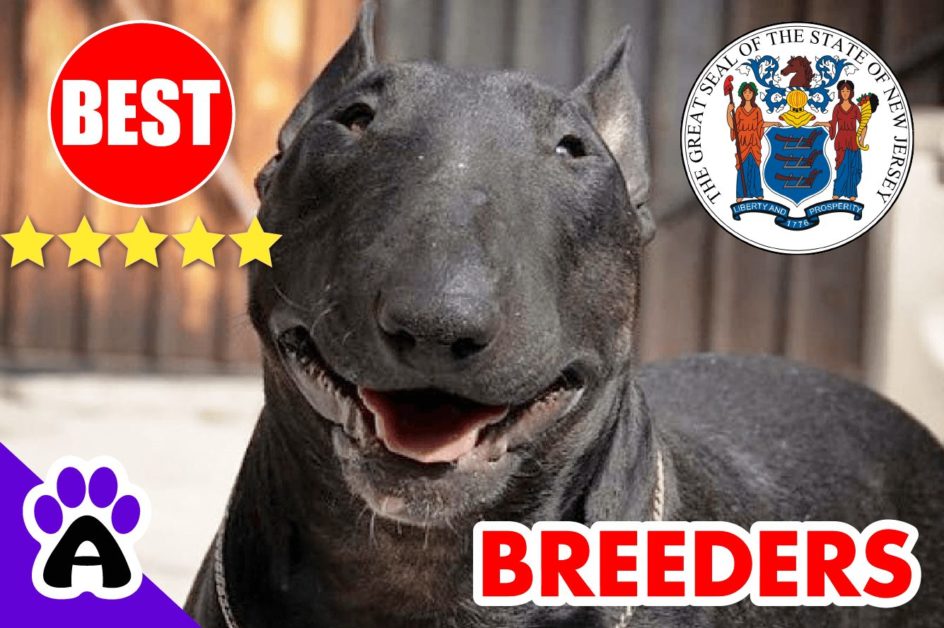 Bull Terrier Puppies For Sale New Jersey 2022 | Best Bull Terrier Breeders in NJ