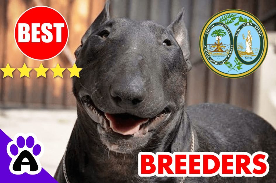 Bull Terrier Puppies For Sale in South Carolina-2023 | Best Bull Terrier Breeders in SC