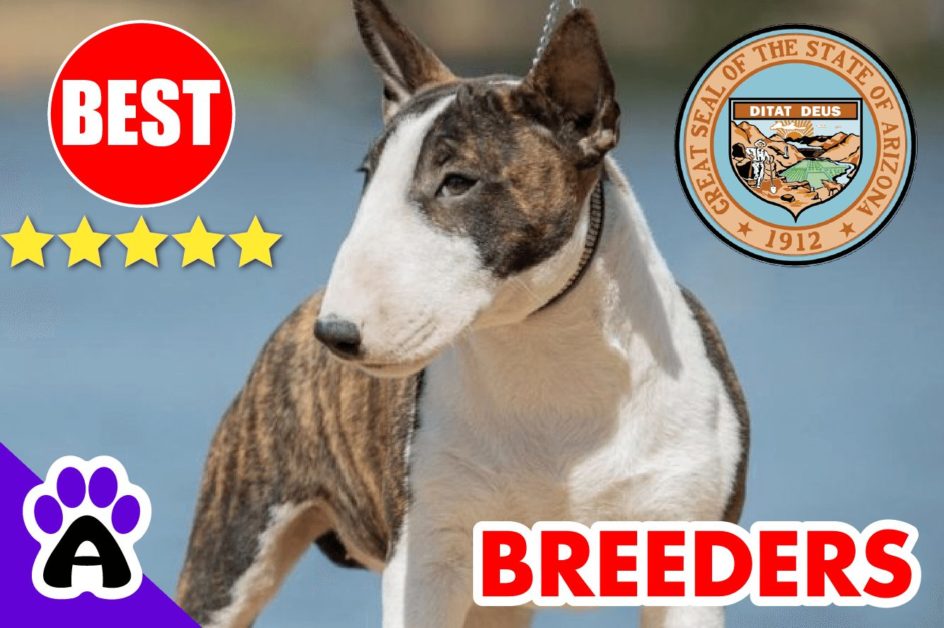 Bull Terrier Puppies For Sale Arizona 2022 | Best Bull Terrier Breeders in AZ