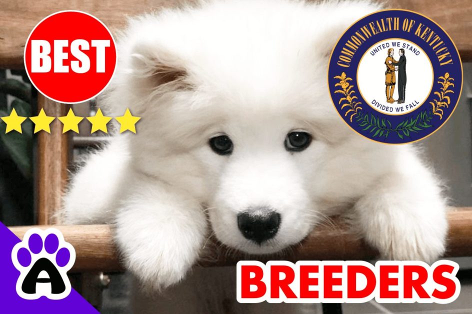 Samoyed Puppies For Sale Kentucky 2022 | Best Reviewed Samoyed Breeders in KY