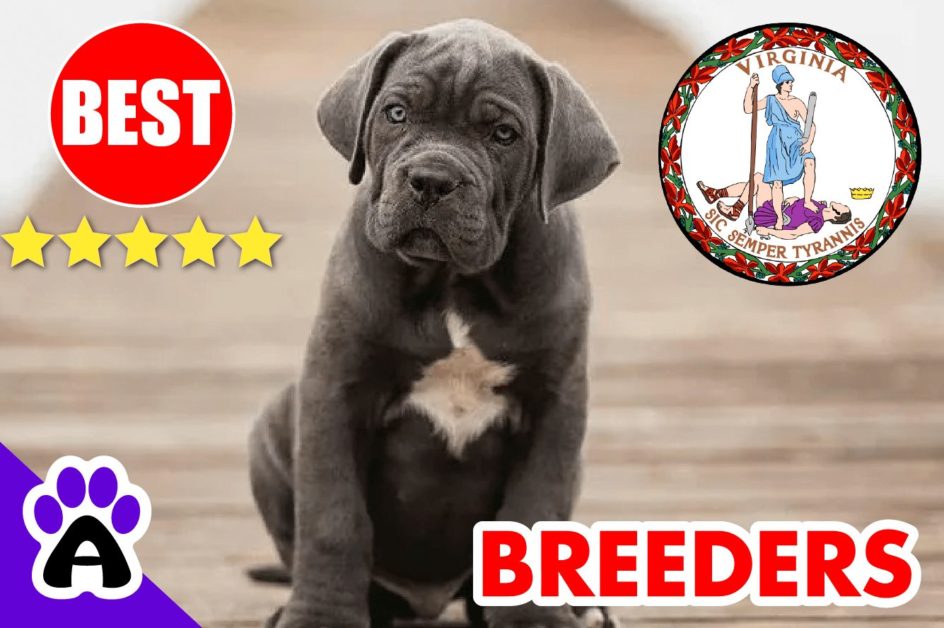 Cane Corso Puppies For Sale Virginia-2023 | Best Cane Corso Breeders in VA