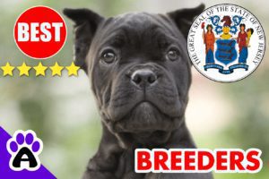 Cane Corso Puppies For Sale New Jersey-2024 | Best Cane Corso Breeders in NJ