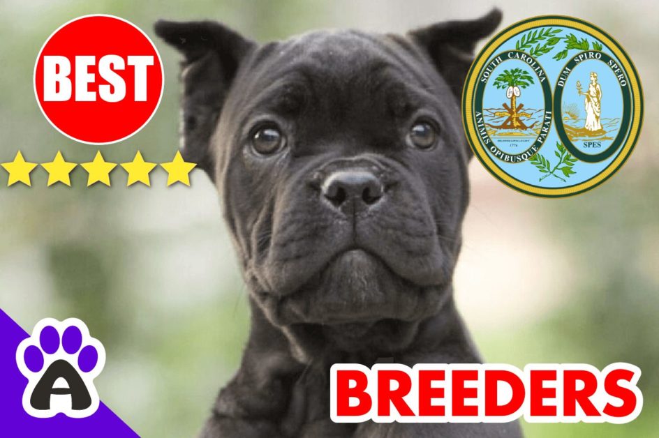 Cane Corso Puppies For Sale South Carolina 2022 | Best Cane Corso Breeders in SC