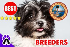 Havanese Puppies For Sale Florida-2024 | Best Havanese Breeders in FL