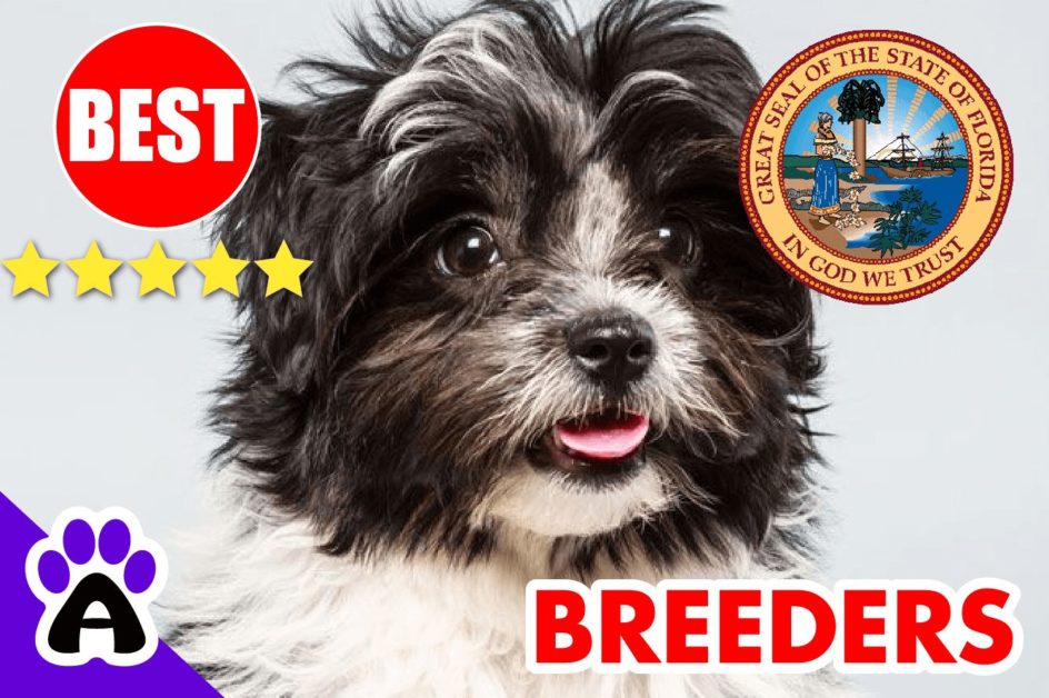 Havanese Puppies For Sale Florida 2022 | Best Havanese Breeders in FL