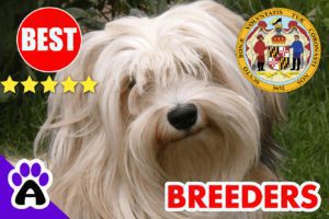 Havanese Puppies For Sale Maryland-2024 | Best Havanese Breeders in MD