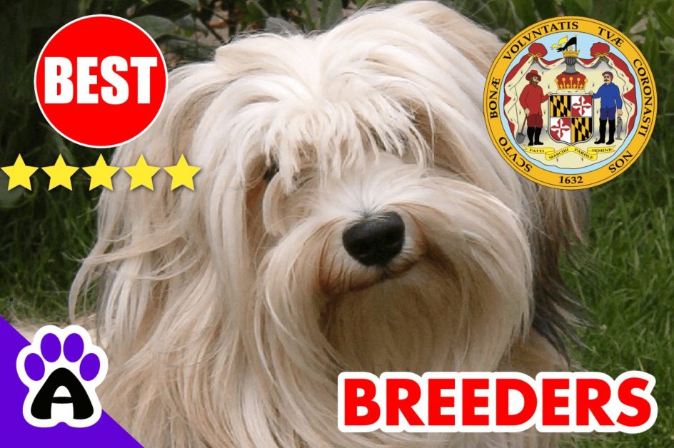 Havanese Puppies For Sale Maryland-2023 | Best Havanese Breeders in MD
