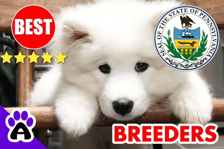 Samoyed Puppies For Sale Pennsylvania-2023 | Best 3 Reviewed Samoyed Breeders in PA