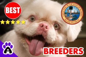 Pekingese Puppies For Sale Florida 2022 | Best Pekingese Breeders in FL