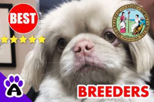 Pekingese Puppies For Sale North Carolina-2024 | Best Pekingese Breeders in NC