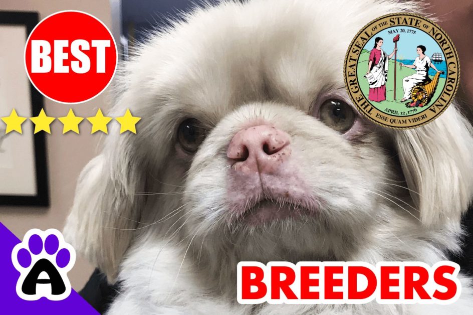 Pekingese Puppies For Sale North Carolina 2022 | Best Pekingese Breeders in NC