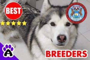 Alaskan Malamute Puppies For Sale in Michigan 2022 | Best Alaskan Malamute Breeders in MI